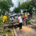 Retira en tiempo récord ayuntamiento árboles caídos por lluvias-Morelia Informativo