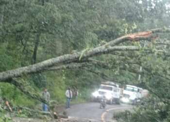 caída de árbol Morelia-Mil Cumbres