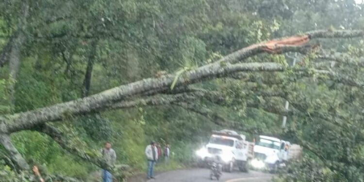 caída de árbol Morelia-Mil Cumbres