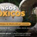 hon gos tóxicos