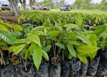 producción de cacao Sader