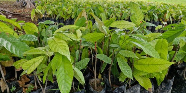 producción de cacao Sader