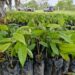 producción de cacao Sader