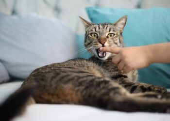 Más de 200 mil dosis de vacuna antirrábica aplicadas durante 2024: SSM-Morelia Informativo