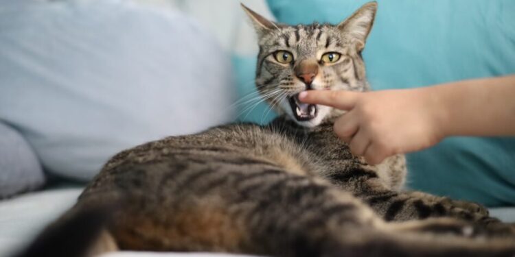 Más de 200 mil dosis de vacuna antirrábica aplicadas durante 2024: SSM-Morelia Informativo