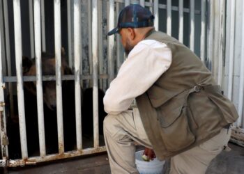 Entrena Zoológico de Morelia a osa pardo para cuidar su salud-Morelia Informativo