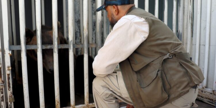 Entrena Zoológico de Morelia a osa pardo para cuidar su salud-Morelia Informativo