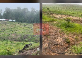 Realiza FGE cateo y asegura predio relacionado en delitos contra el ambiente; se detectó plantación de aguacate-Morelia Informativo