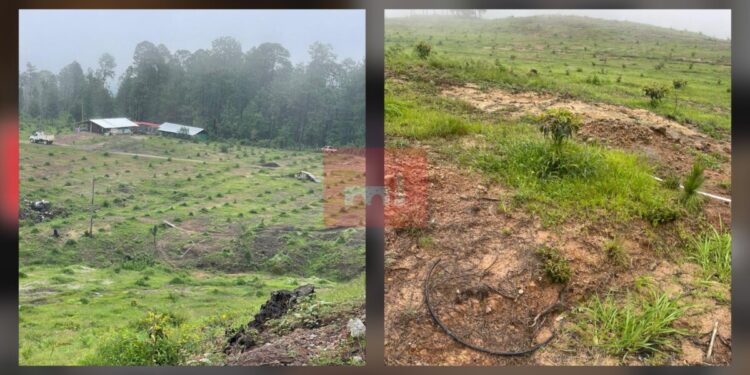 Realiza FGE cateo y asegura predio relacionado en delitos contra el ambiente; se detectó plantación de aguacate-Morelia Informativo