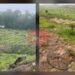 Realiza FGE cateo y asegura predio relacionado en delitos contra el ambiente; se detectó plantación de aguacate-Morelia Informativo