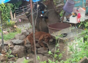Rescata Fiscalía General un ejemplar canino en condiciones de maltrato animal, en La Piedad-Morelia Informativo