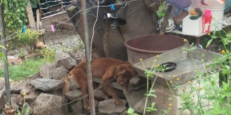 Rescata Fiscalía General un ejemplar canino en condiciones de maltrato animal, en La Piedad-Morelia Informativo