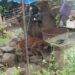 Rescata Fiscalía General un ejemplar canino en condiciones de maltrato animal, en La Piedad-Morelia Informativo