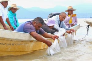 Liberan 15 mil peces acúmara en el lago de Pátzcuaro; especie en peligro de extinción-Morelia Informativo1