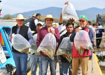 Liberan 15 mil peces acúmara en el lago de Pátzcuaro; especie en peligro de extinción-Morelia Informativo