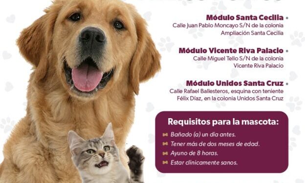 campaña esterilización perros y gatos