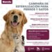 campaña esterilización perros y gatos