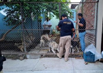 En cateo, rescata FGE a cinco ejemplares caninos víctima de maltrato animal