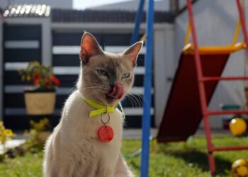 jornadas esterilización canina y felina