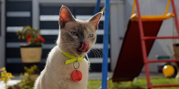 jornadas esterilización canina y felina