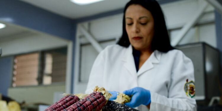 Maíz transgénico y soberanía biocultural y agroalimentaria, tema central del III Festival del maíz que realizará la UMSNH