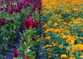 Vive la experiencia de recorrer los campos de cempasúchil en Copándaro-Morelia Informativo