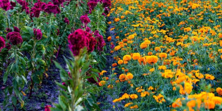 Vive la experiencia de recorrer los campos de cempasúchil en Copándaro-Morelia Informativo