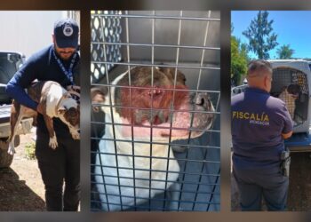 En cateo realizado en Morelia, rescata FGE a Pitbull víctima de maltrato animal-Morelia Informativo