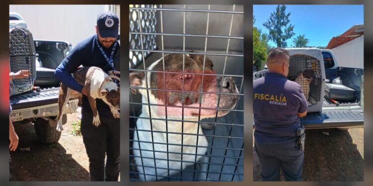En cateo realizado en Morelia, rescata FGE a Pitbull víctima de maltrato animal-Morelia Informativo