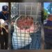 En cateo realizado en Morelia, rescata FGE a Pitbull víctima de maltrato animal-Morelia Informativo