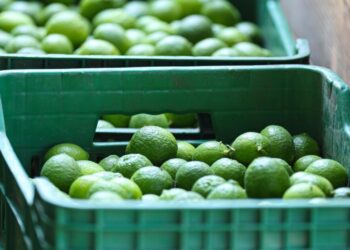 El kilo de limón, en 4 pesos en Tianguis Limonero de Apatzingán • El mejor precio en todo el estado: Sedeco Apatzingán, Michoacán, 28 de octubre de 2024.- La Secretaría de Desarrollo Económico (Sedeco) informó que el kilogramo de limón se vende en 4 pesos en el Tianguis Limonero de Apatzingán, lo que lo coloca como el mejor precio en todo el estado. La dependencia estatal señaló que en este mismo centro de abasto, durante las últimas tres semanas de octubre, el precio del fruto ha oscilado entre de los 3.50 y 4 pesos por kilogramo. Esta estabilidad en el precio del limón se refleja también en el costo para el consumidor final. En diversos mercados de la región, el kilo del cítrico se ha mantenido estable, al alcanzar, por ejemplo, los 15 pesos en el tianguis de La Feria, en Morelia y en el mercado municipal de Uruapan, mientras que en el mercado de Lázaro Cárdenas su costo ha llegado a los 16.80 pesos. El compromiso del Gobierno de Michoacán es claro: mantener estables los precios del sistema productivo de limón. Esta estrategia no solo busca apoyar a los productores, sino también beneficiar a los consumidores y contribuir a la gobernabilidad en la región. Con estas medidas se estima que productores y consumidores finales continúen adquiriendo el cítrico a un costo similar al actual para el cierre de año.-Morelia Informativo