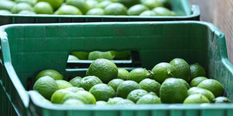 El kilo de limón, en 4 pesos en Tianguis Limonero de Apatzingán • El mejor precio en todo el estado: Sedeco Apatzingán, Michoacán, 28 de octubre de 2024.- La Secretaría de Desarrollo Económico (Sedeco) informó que el kilogramo de limón se vende en 4 pesos en el Tianguis Limonero de Apatzingán, lo que lo coloca como el mejor precio en todo el estado. La dependencia estatal señaló que en este mismo centro de abasto, durante las últimas tres semanas de octubre, el precio del fruto ha oscilado entre de los 3.50 y 4 pesos por kilogramo. Esta estabilidad en el precio del limón se refleja también en el costo para el consumidor final. En diversos mercados de la región, el kilo del cítrico se ha mantenido estable, al alcanzar, por ejemplo, los 15 pesos en el tianguis de La Feria, en Morelia y en el mercado municipal de Uruapan, mientras que en el mercado de Lázaro Cárdenas su costo ha llegado a los 16.80 pesos. El compromiso del Gobierno de Michoacán es claro: mantener estables los precios del sistema productivo de limón. Esta estrategia no solo busca apoyar a los productores, sino también beneficiar a los consumidores y contribuir a la gobernabilidad en la región. Con estas medidas se estima que productores y consumidores finales continúen adquiriendo el cítrico a un costo similar al actual para el cierre de año.-Morelia Informativo