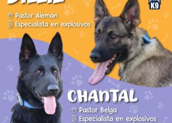 Chantal y Billie, las nuevas agentes caninas de la Guardia Civil