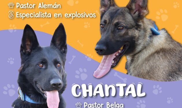 Chantal y Billie, las nuevas agentes caninas de la Guardia Civil