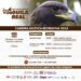 Correrán en el Zoológico de Morelia por el águila real