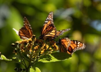 Llegan las Mariposas Monarca a Michoacán; acompañarán la Noche de Muertos