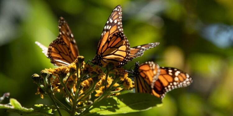 Llegan las Mariposas Monarca a Michoacán; acompañarán la Noche de Muertos