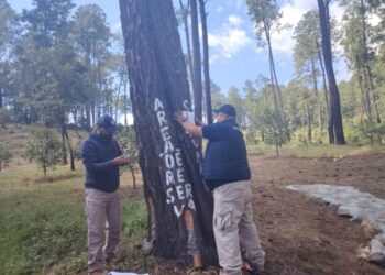 En cateo de FGE, asegura predio relacionado en delitos contra el ambiente; detectó plantación de aguacate