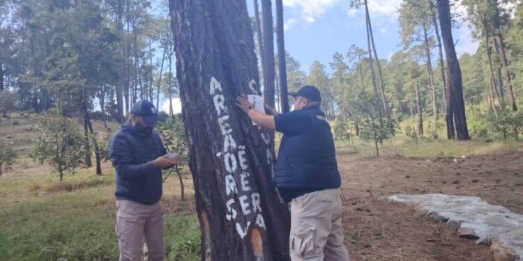 En cateo de FGE, asegura predio relacionado en delitos contra el ambiente; detectó plantación de aguacate