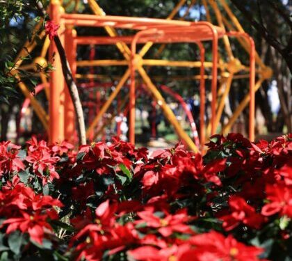 Boulevard García de León se llena de nochebuenas y luces navideñas