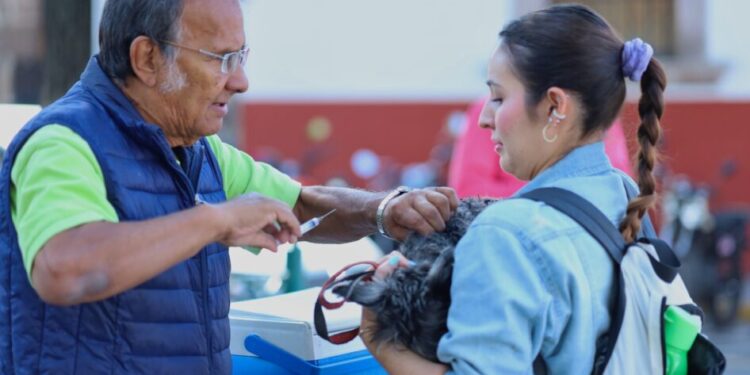 Anuncia SSM vacunación antirrábica para perros y gatos, en Morelia