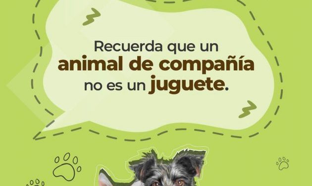 Llama la CEDH Michoacán, a responsabilizarnos en cuanto a regalar animales de compañía en estas fiestas de fin de año