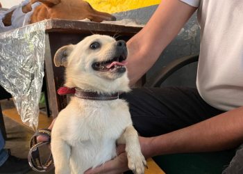 Gran Oportunidad en Tarímbaro: Hermano Animal ofrece esterilización de 100 gatos y perros a precios irresistibles