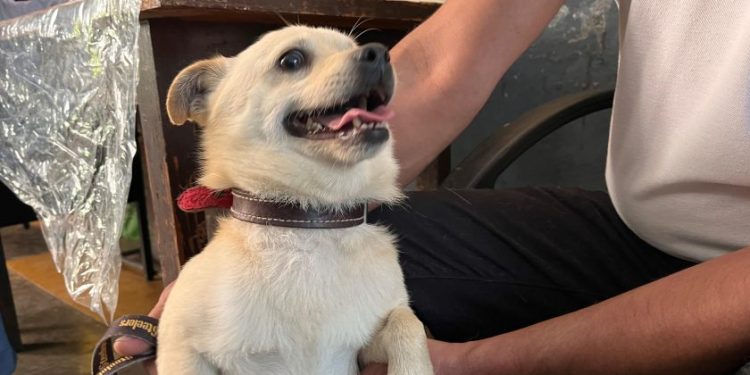 Gran Oportunidad en Tarímbaro: Hermano Animal ofrece esterilización de 100 gatos y perros a precios irresistibles