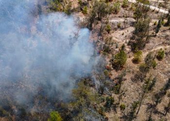 Apagan brigadas 14 incendios forestales en Michoacán: Cofom