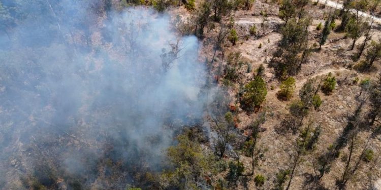 Apagan brigadas 14 incendios forestales en Michoacán: Cofom