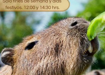 ¿Quieres ver a los capibaras? Estos son los nuevos horarios en el zoológico de Morelia