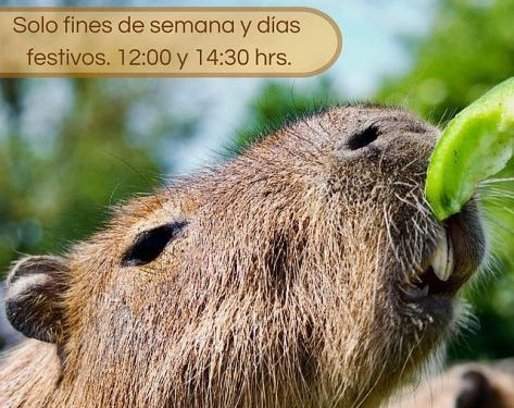 ¿Quieres ver a los capibaras? Estos son los nuevos horarios en el zoológico de Morelia