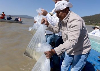 Pescado blanco en vías de obtener protección de indicación geográfica: ICTI