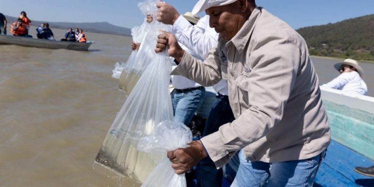 Pescado blanco en vías de obtener protección de indicación geográfica: ICTI